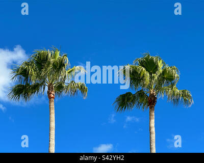 Palmen vor blauem Himmel Stockfoto