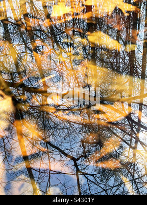 Reflexionen in einem Waldteich in New Jersey, USA. Stockfoto