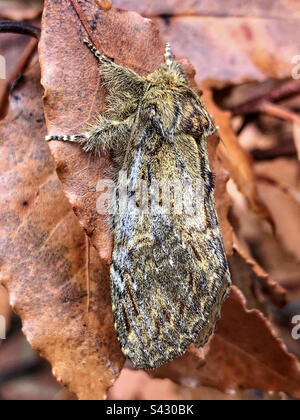 Große prominente Motte - weiblich (Peridea anceps) Stockfoto