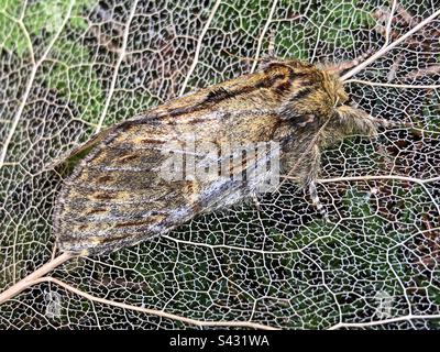Große prominente Motte - weiblich (Peridea anceps) Stockfoto
