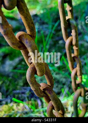 Zwei dicke, lebhafte rostige Metallketten im Vordergrund mit grasiger Natur dahinter. Stockfoto