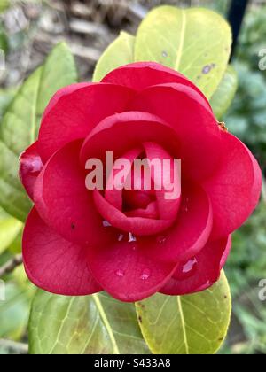 Tiefrote Kamelien trocknen nach dem Regen ab Stockfoto