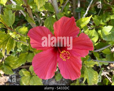 Wunderschöne rote Hibiskusblume Stockfoto