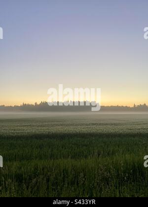 Frühsommer-Blick in Lettland, Wald weiter entfernt mit einigen Feldfrüchten vorne, es gibt auch etwas Nebel in der Luft. Stockfoto