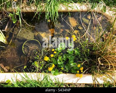 Gartenteich aus einer alten Badewanne mit Wasserpflanzen und Kaulquappen April UK Stockfoto