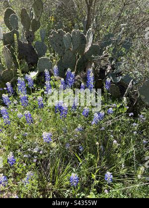 Texas Bluebonnets mit Stachelbirnen-Kaktus im Hintergrund Stockfoto