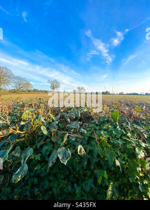 Blick über die Gartenhecke auf einem Feld und Ackerland mit blauem Himmel Stockfoto