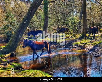 Pony, das einen Bach im New Forest National Park Brockenhurst Hampshire Vereinigtes Königreich überquert Stockfoto
