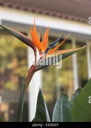 Paradiesvogel blüht in voller Blüte Stockfoto