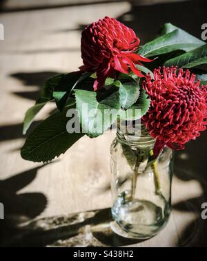 Nahaufnahme von zwei Stielen roter Waratah-Blumen, Telopea speciosissima, in einem Glasgefäß auf einem schattengemusterten Holztisch. Stockfoto