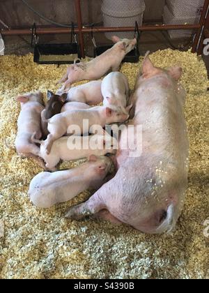 Mama Schwein mit Babyschweinen auf der Durham Fair in Durham, Connecticut. Die größte Landwirtschaftsmesse von Connecticut. In einer Scheune mit viel Heu. Stockfoto