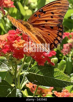 Der Golf-Fritillar oder Passionsschmetterling (Dione Vanillae) ist ein leuchtend orangefarbener Schmetterling Stockfoto