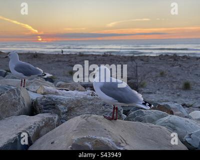 Zwei Möwen, die bei Sonnenuntergang auf Felsen am Strand sitzen Stockfoto