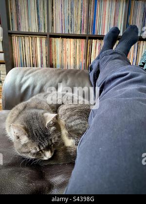 Eine kleine Hauskatze, die von den Füßen des Besitzers auf einem Ledersofa vor einer Familie-Schallplattensammlung zusammengerollt wurde und eine Siesta veranstaltet Stockfoto