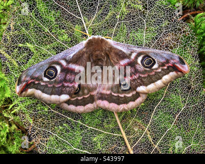 Kaisermotte (Saturnia pavonia) Weibchen fotografiert auf einem Blattskelett Stockfoto
