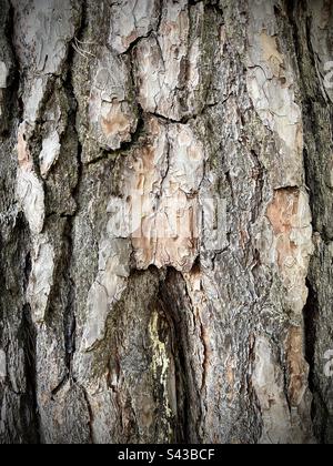 Nahaufnahme eines Kiefernstumpfs in einem Wald. Sie können die Details und die Textur sehen. Stockfoto