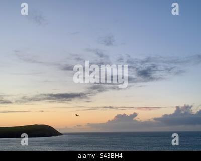 Seagull im Sonnenuntergang über Dinas Headland und dem Meer, Pembrokeshire, West Wales, Großbritannien Stockfoto