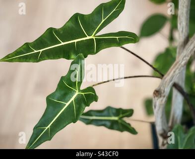 Große Nahaufnahme der Blätter von Alocasia Sarian, einer hybriden Alocasia mit elefantenohrförmigen Blättern mit definierten Venen gegen Holzboden, selektiver Fokus. Stockfoto
