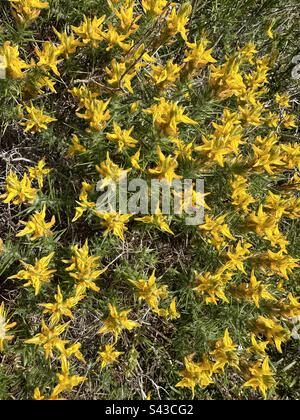 Gelbe Blüten auf der gewöhnlichen Gartenpflanze Stockfoto