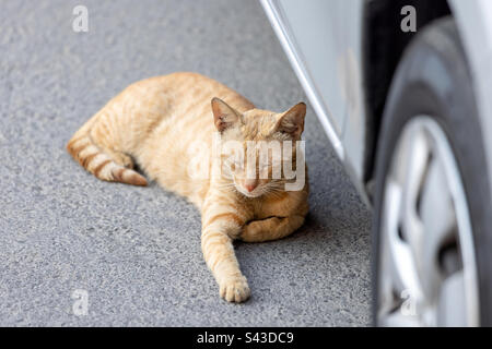 Süße Ingwerkatze, die auf der Straße neben dem Auto schläft Stockfoto