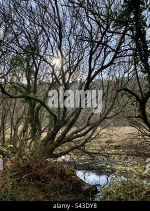 Wenig Wintersonnenlicht, das durch biegsame Äste strahlt Stockfoto