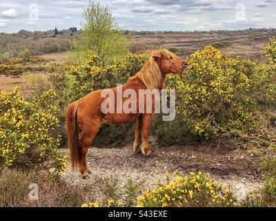 New Forest Pony im Frühling weidet im New Forest National Park, Burley, Hampshire, Großbritannien Stockfoto