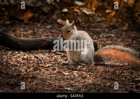 Ein Eichhörnchen, das im Wald isst Stockfoto