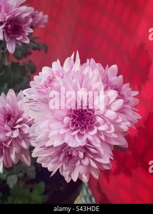 Nahaufnahme einer rosafarbenen Chrysanthemblume mit rotem Hintergrund. Stockfoto