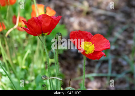 Roter Mohn mit Gras Stockfoto