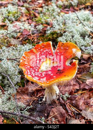 Schwedische Pilze im Wald Stockfoto