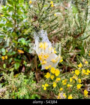 Im Riverhead Forest, Auckland, Neuseeland, könnt ihr im Riverhead Milbengewebe im Gorse-Busch mit gelben Blumen spinnen Stockfoto