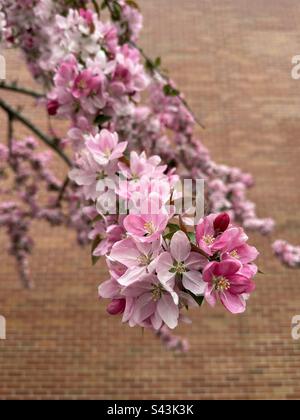 Rosa blühender Krabbenbaum in Connecticut, New England. Sonst Malus genannt. Roter Backsteingebäude. Stockfoto