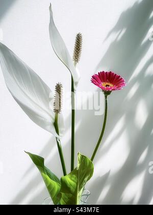 Nahaufnahme von zwei weißen Lilien und einer pinkfarbenen Gerbera-Gänseblümchen vor einer schattengemusterten weißen Wand. Florie. Stockfoto