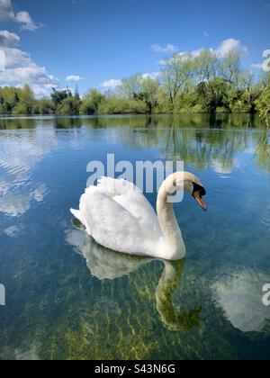 Swan auf Hinksey Lake Oxford Stockfoto