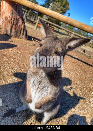 Australisches Wallaby im Moonlit Sanctuary Victoria Australia Stockfoto