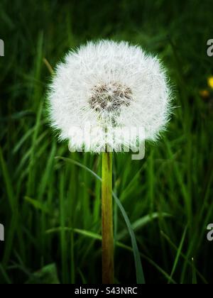 Eine weiße Löwenzahn-Uhr, die im Gras wächst Stockfoto