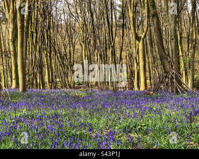 Bluebells und Buchenbäume in Upper Barn Copse Fair Oak Eastleigh Hampshire, Großbritannien Stockfoto