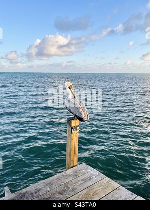 Einzelner Pelikan, der auf einem Holzpfahl über dem Meer sitzt. Stockfoto