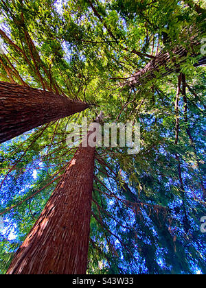 In einem Redwood-Wald aufzusehen Stockfoto