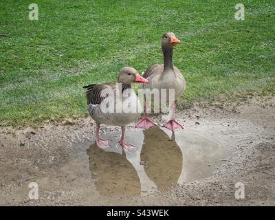 Ein paar Gänse in English Garter in München, Deutschland. Stockfoto