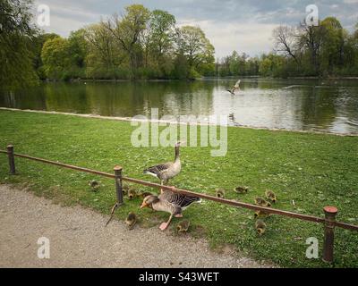 Gänse-Familie mit vielen Babyvögeln in der Nähe des Sees im Englischen Garten in München. Stockfoto