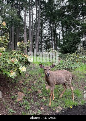 Hirsche neben gelbblühendem Rhododendron-Busch am Rande eines Waldes in Eugene, Oregon Stockfoto