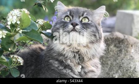 Katzen beherrschen die Welt. Stockfoto