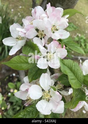 Malus domestica „Egremont Russet“ Apfelblüte Stockfoto