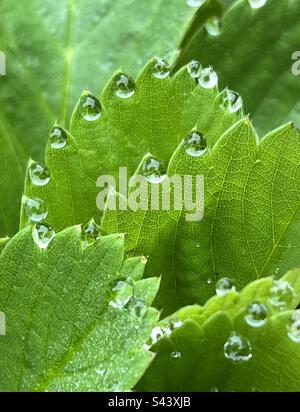 Twy Leaves aus der Nähe Stockfoto