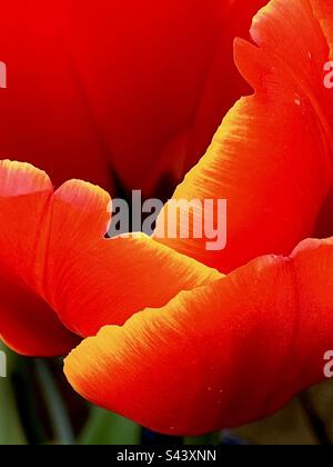 Wunderschöne Nahaufnahme von Tulpen in meinem Garten. Mai 2023. Stockfoto