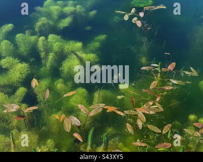 Der Wasser-Lily-Teich bei Hauser und Wirth, Bruton, Somerset Stockfoto