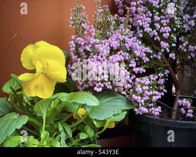 Nahaufnahme der leuchtend gelben blühenden Schwuchtel neben der rosa blühenden Heide, auch bekannt als Erica melanthera Ruby Shepherd Strauß in einem schwarzen Topf gegen braunen Topf. Wintergartenfarbe. Stockfoto