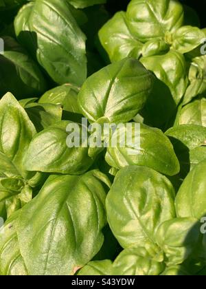 Sommergarten frische grüne Basilikumkraut wächst im hellen Sommergarten. Stockfoto