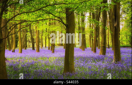 Ein ikonischer Blick auf die Landschaft im Frühling. Die Wälder und Teppiche von Blüten (Hyacinthode non-Scripta) kündigen das Ende des Winters an. Ein gutes Bild. Foto ©️ COLIN HOSKINS. Stockfoto